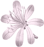 bunga-ed-4.png bunga-ed-4.png